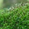 苔の森