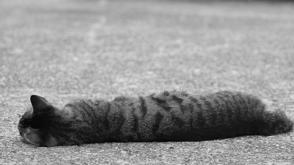 何かしらの長いもの