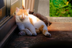 三崎港の猫たち 02