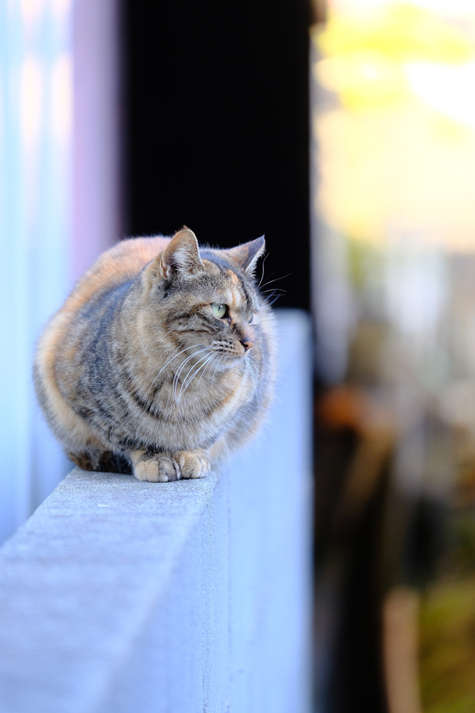 三崎港の猫たち 01