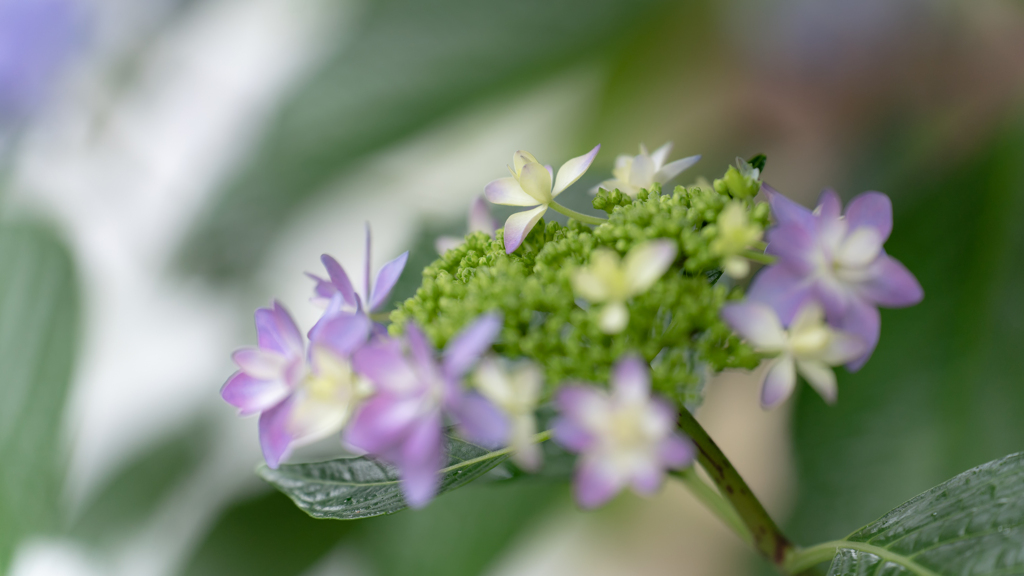 雨と紫陽花と新しいレンズ