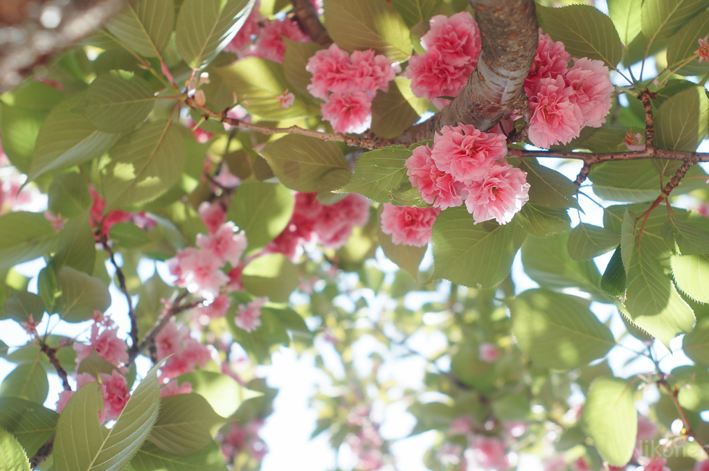 晴れた日の八重桜