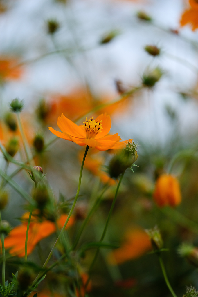 野に咲く花