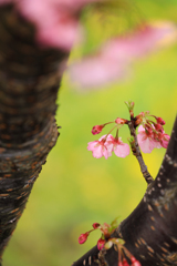 南伊豆の河津桜