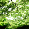 公園の新緑 1