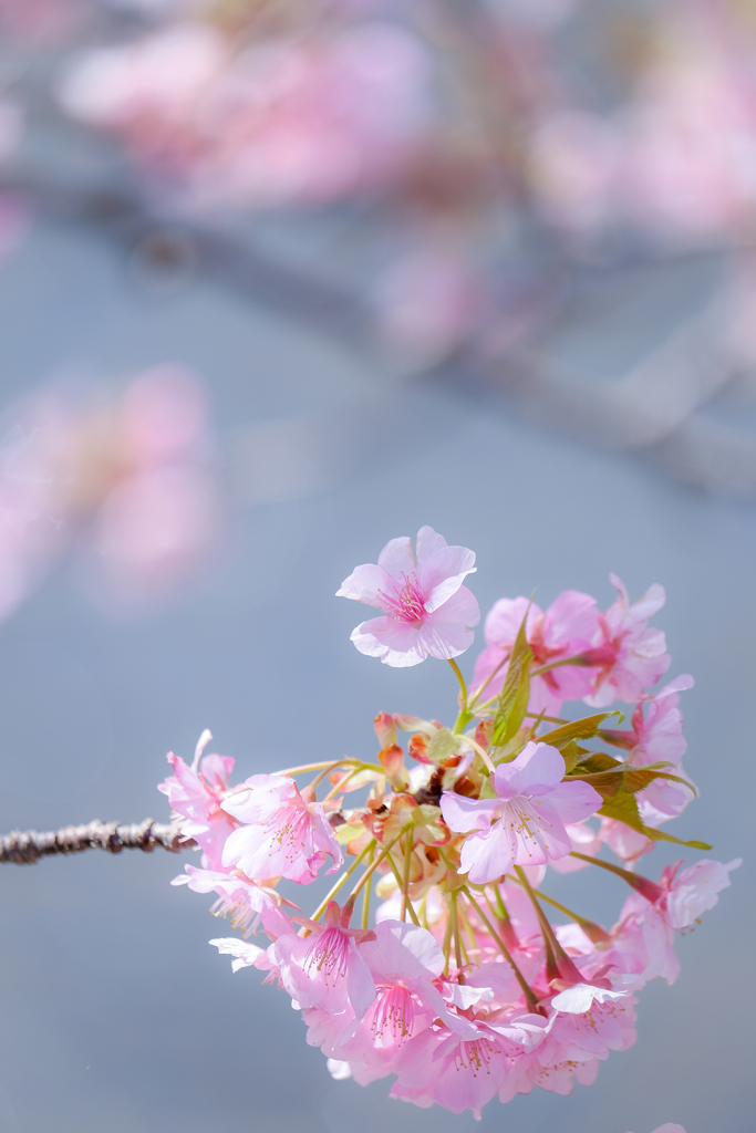 春よ来い