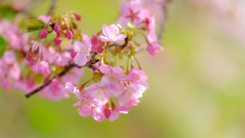 河津桜