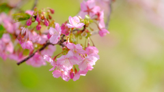 河津桜