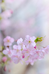 早春の桜