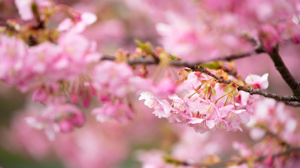 南伊豆の桜