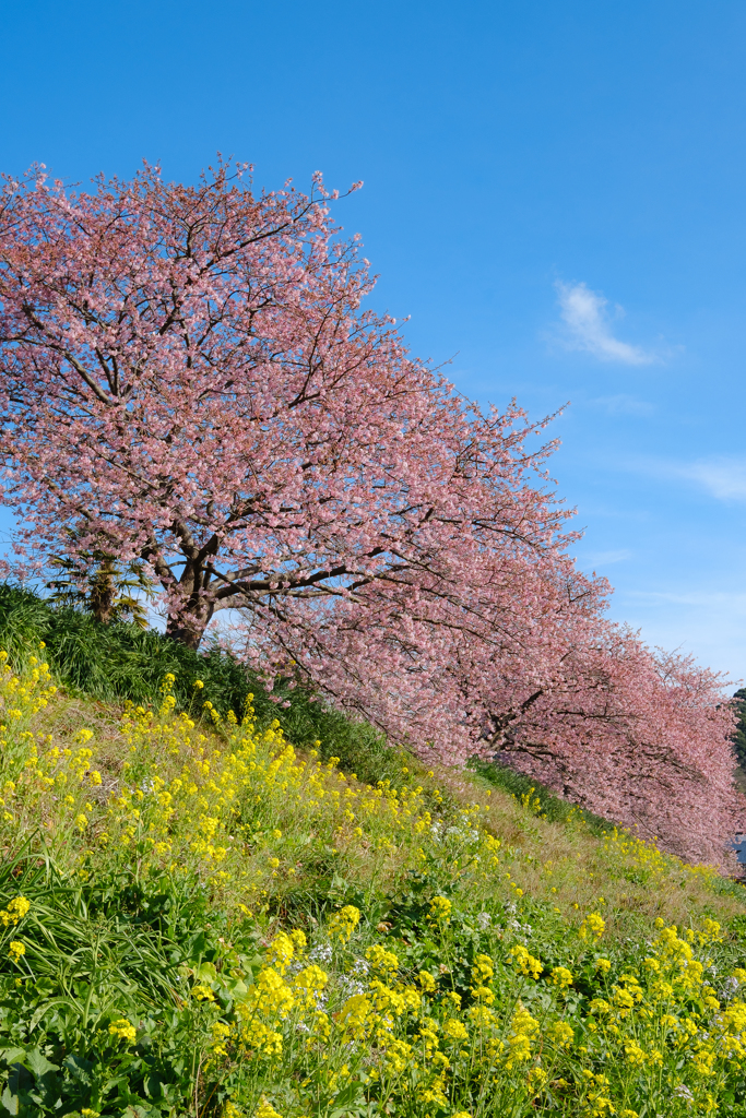 南伊豆の河津桜と菜の花