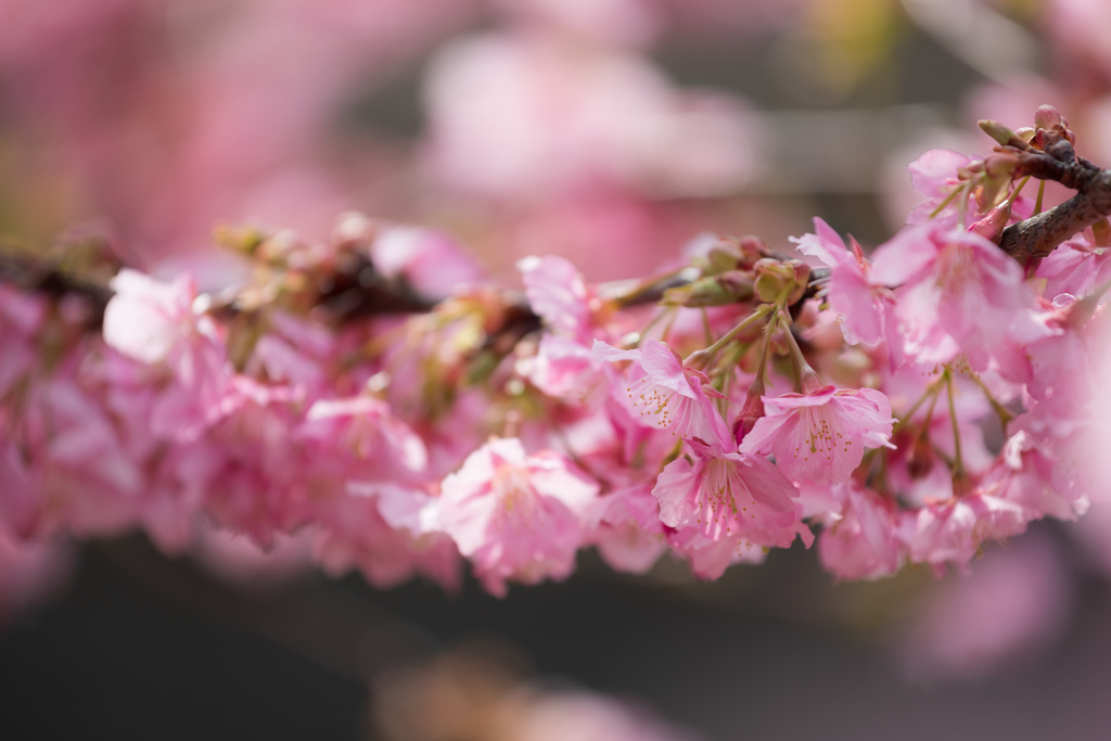 河津桜が咲きました