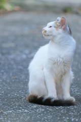 港町の猫さん　ツンデレ編