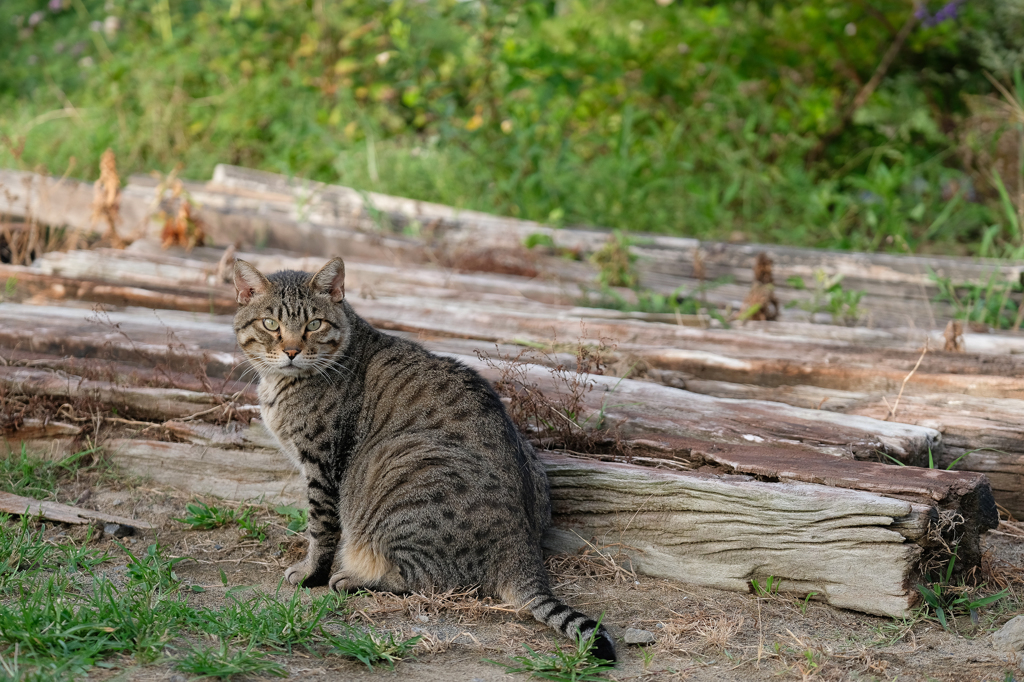 Cat in the garden 4