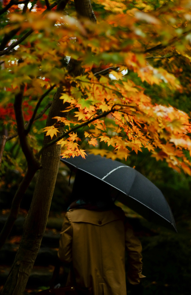 秋雨のなか