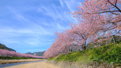 河津桜まつり