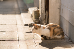 陽だまりの猫