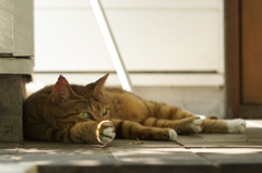 猛暑はやだにゃー