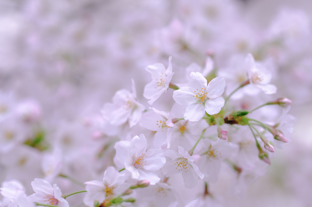 ふわり