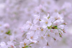 ふわり