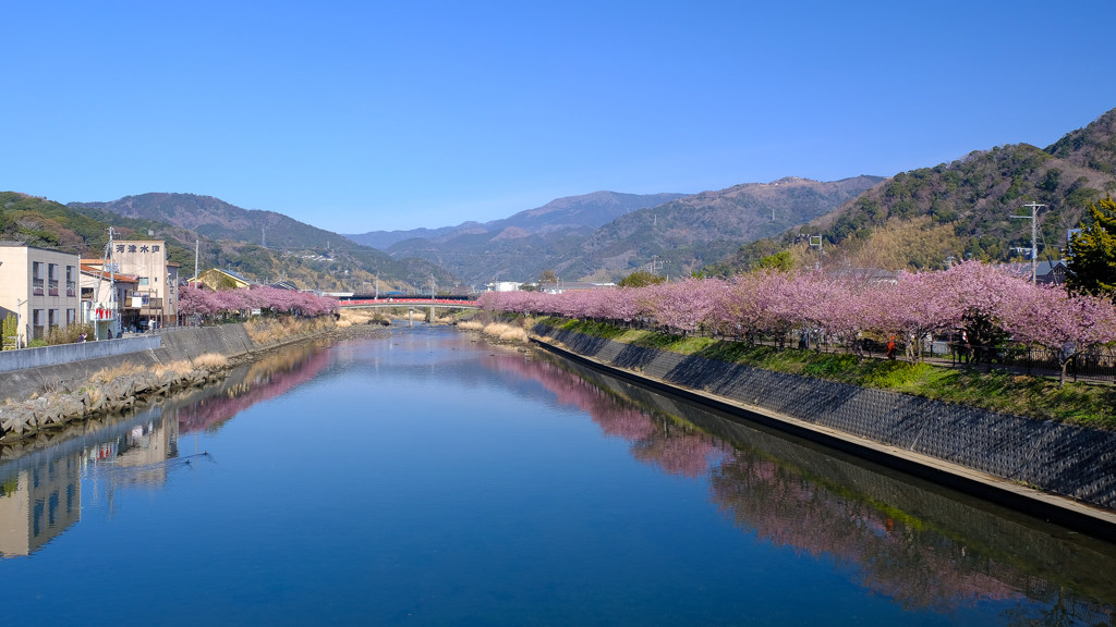 河津桜まつり