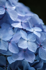 多摩川園の紫陽花