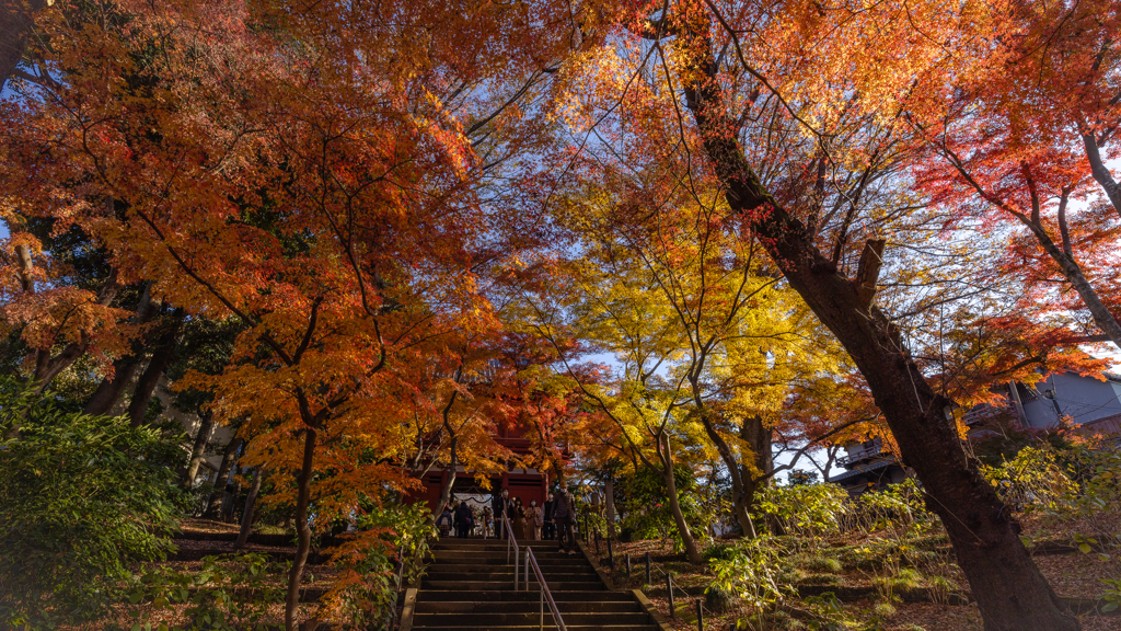 本土寺の紅葉