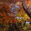 本土寺の紅葉