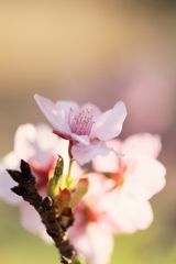 夕方の河津桜