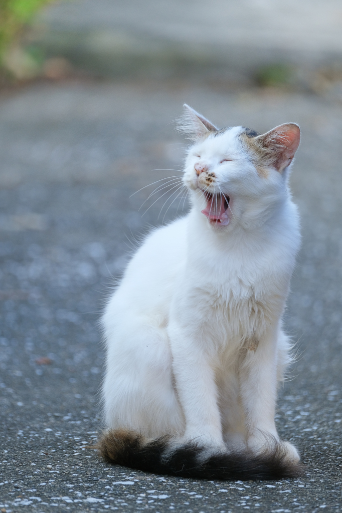 港町の猫さん　あくび編