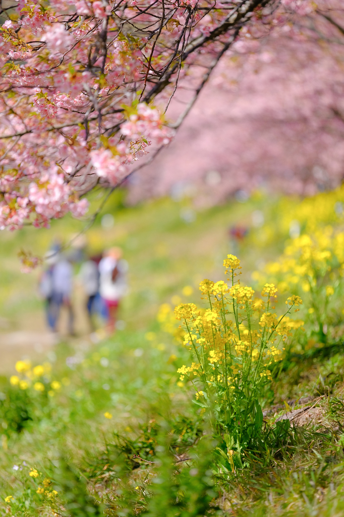 菜の花も咲きました