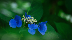 今年最後の紫陽花