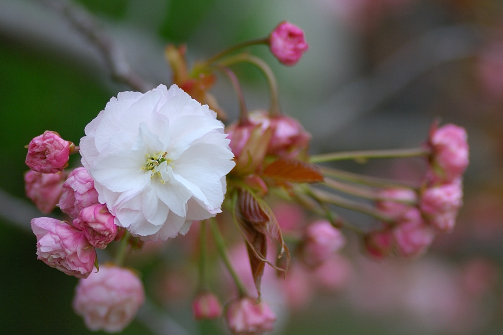 八重桜