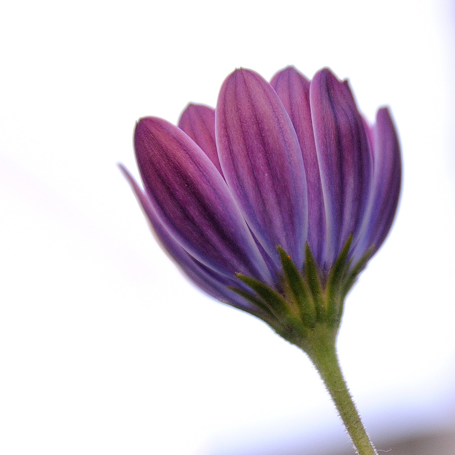 DSC_7355