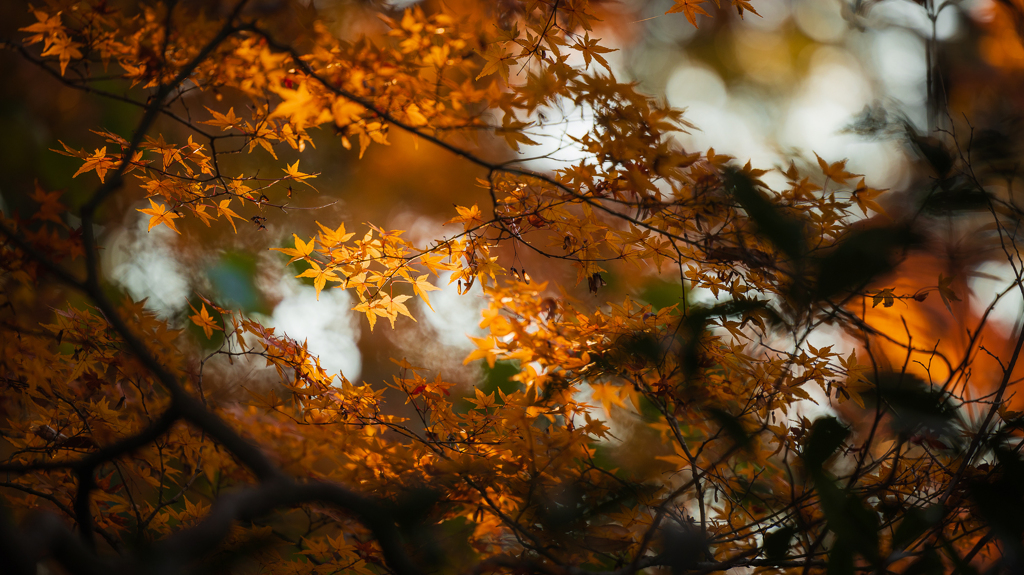 六義園の紅葉