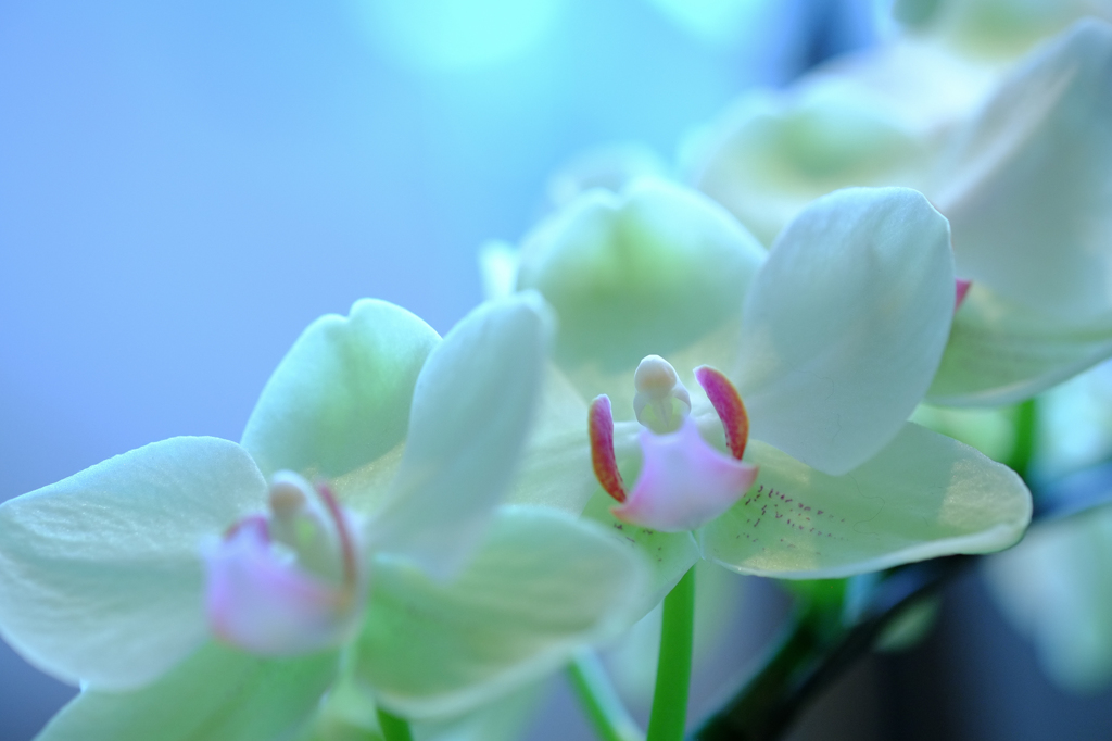 涼しく、そして美しく