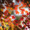 紅葉狩り