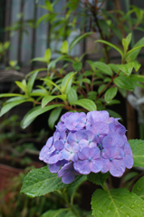 下町の紫陽花