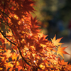 六義園の紅葉