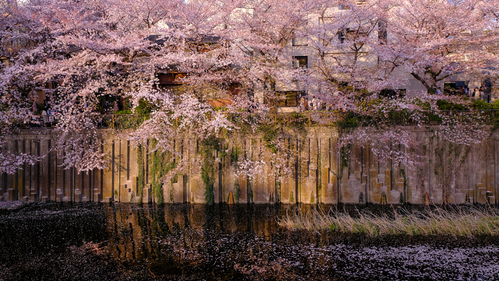 花散る夕暮れ