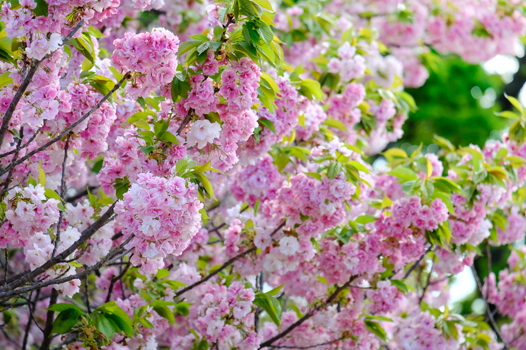 春の森