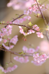 明日咲こうかな