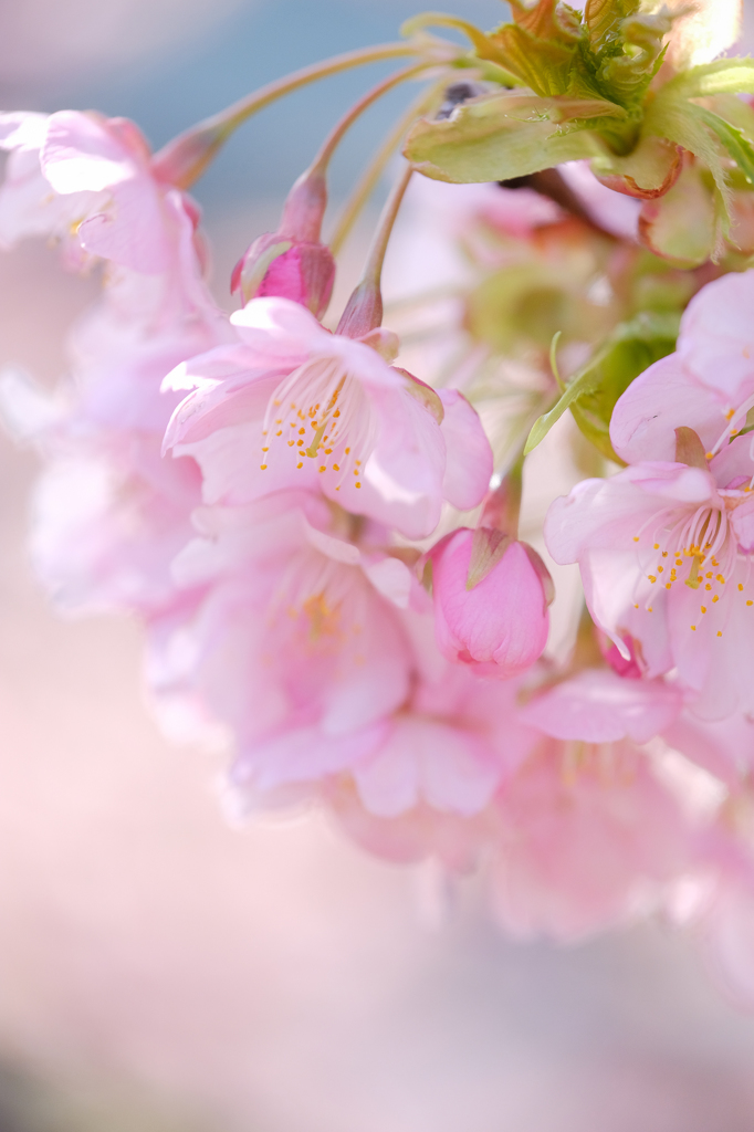 河津桜