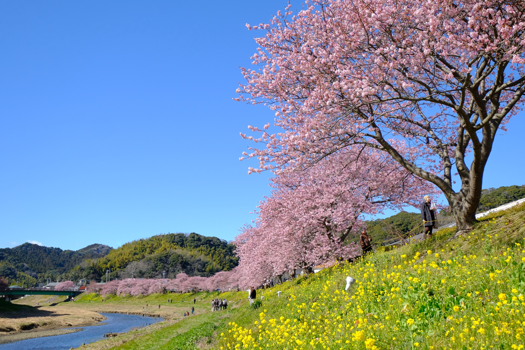 みなみのさくらと菜の花まつり
