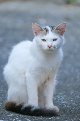 港町の猫さん　キリッと編