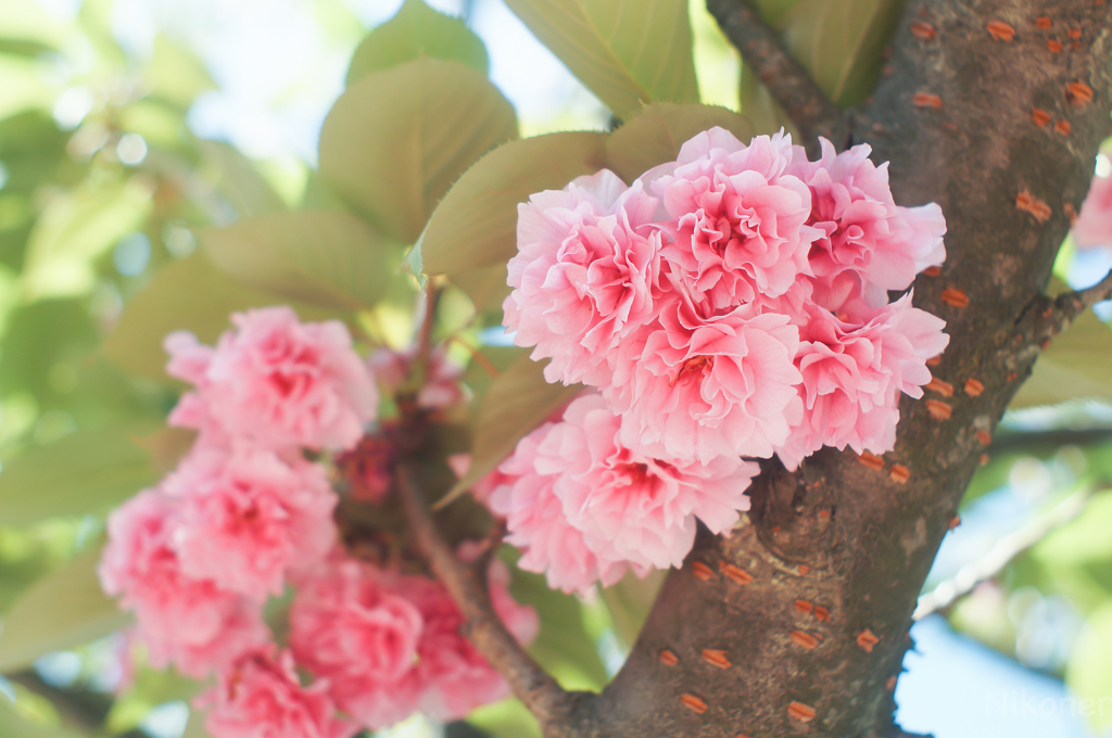 晴れた日の八重桜