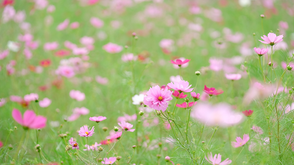 秋桜の園