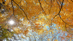 秋のカーテン