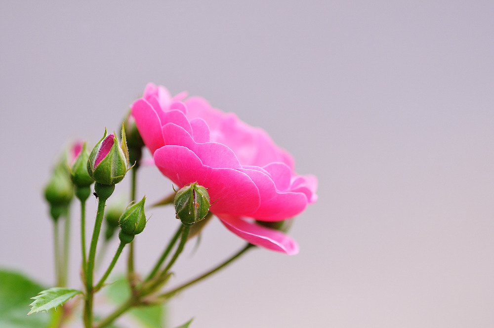 次の花が咲くまでは