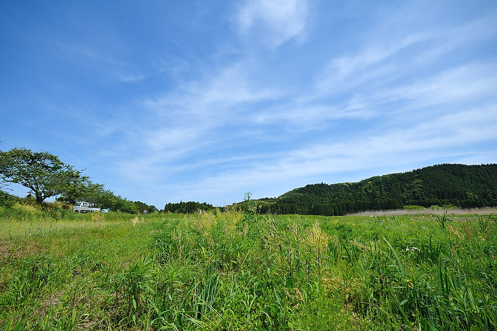 房総の春